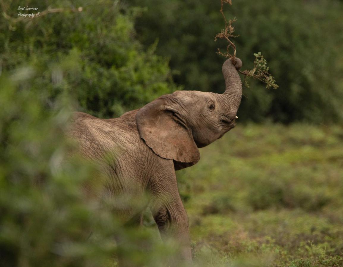 Woodbury Lodge - Amakhala Wildreservaat Buitenkant foto