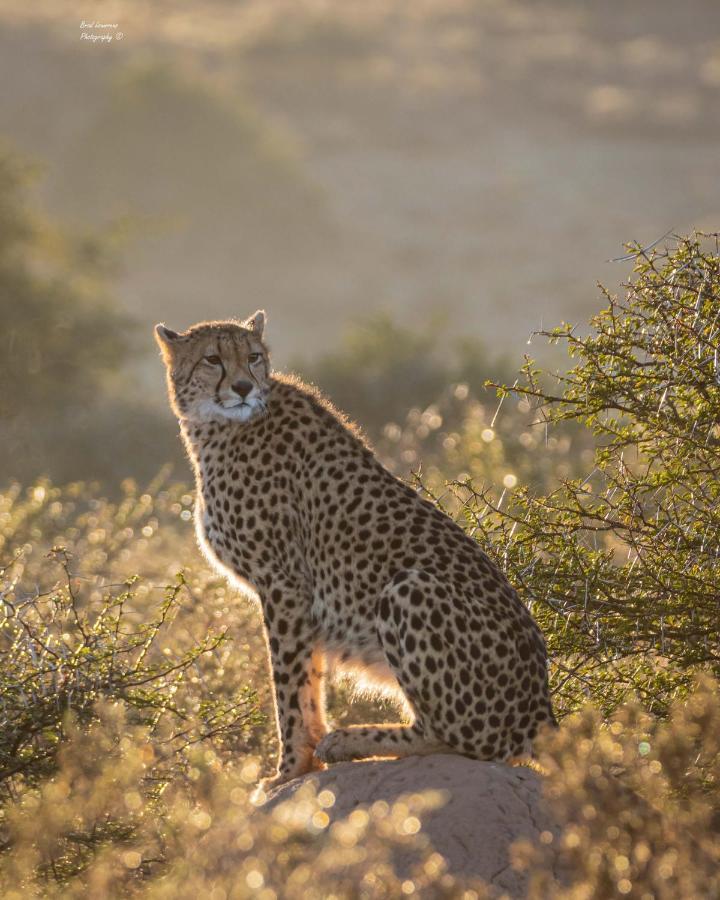 Woodbury Lodge - Amakhala Wildreservaat Buitenkant foto