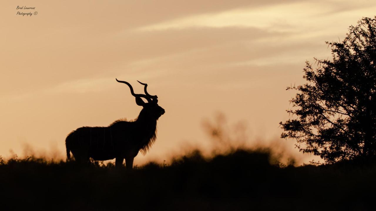 Woodbury Lodge - Amakhala Wildreservaat Buitenkant foto